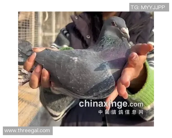 吴军专访:从青涩少年到网球巨星的奋斗与成长之路 吴军专访:从青涩少年到网球巨星的奋斗与成长之路