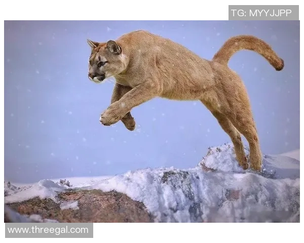 美洲狮与阿特拉斯的生存之争与生态平衡探讨